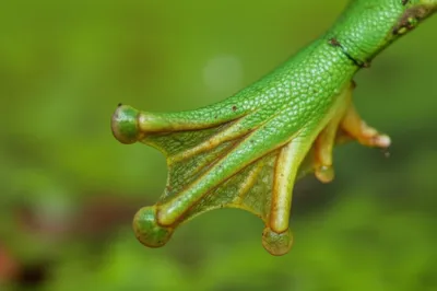 Illustration palmate - Image 1