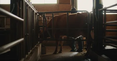 Illustration bails - Image 1