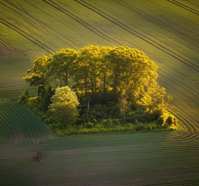 Illustration bush - Image 1