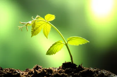 Illustration crept - Image 1