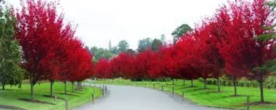 Illustration ornamental - Image 2