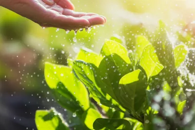 Illustration asperges