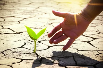 Illustration wilt - Image 1