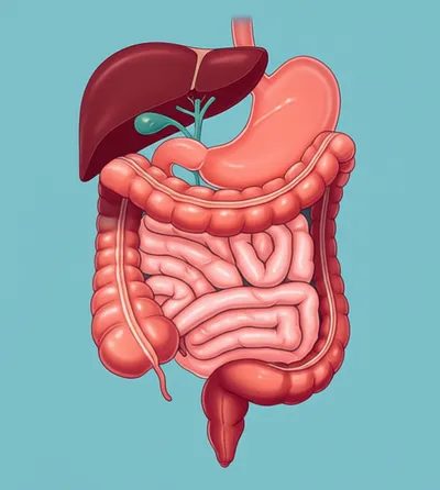 Illustration bowel - Image 1