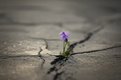 Illustration poor - Image 1