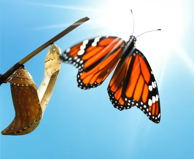 Hình ảnh minh họa releases - Ảnh 1