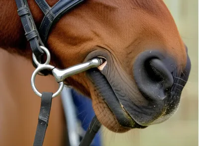 Illustration snaffle - Image 1