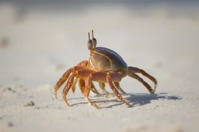 Hình ảnh minh họa sidling - Ảnh 1