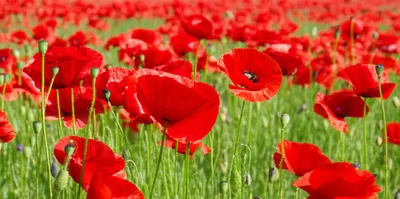 Illustration scarlet - Image 1