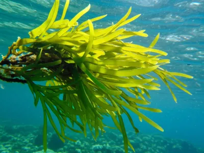 Illustration thallus