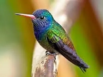 Illustration sapphire - Image 2