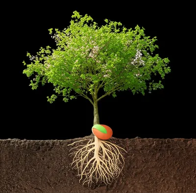 Illustration originated - Image 1