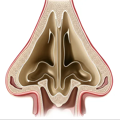 Illustration sinus - Image 1