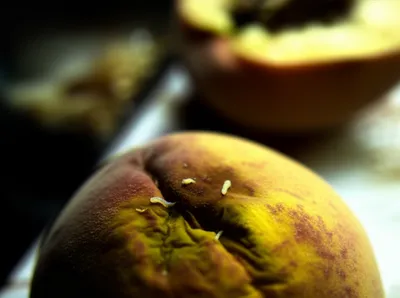 Illustration flyblown - Image 1