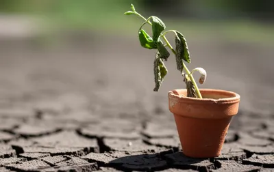 Illustration failed - Image 1