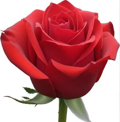 Illustration roses - Image 1