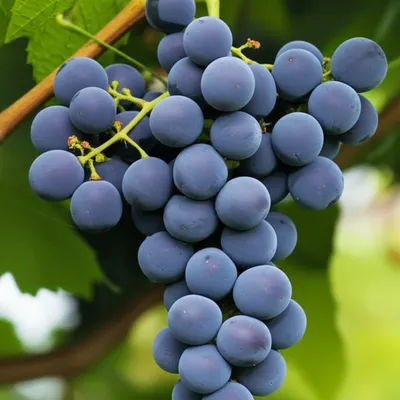 Illustration cluster