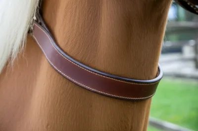 Illustration wale - Image 1