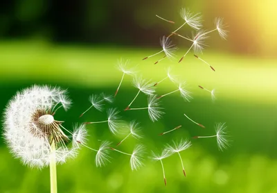 Illustration disseminating - Image 1