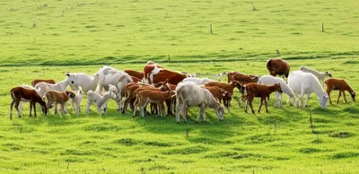 Illustration tribes - Image 1