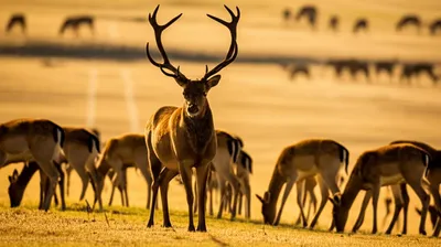 Illustration stag - Image 1