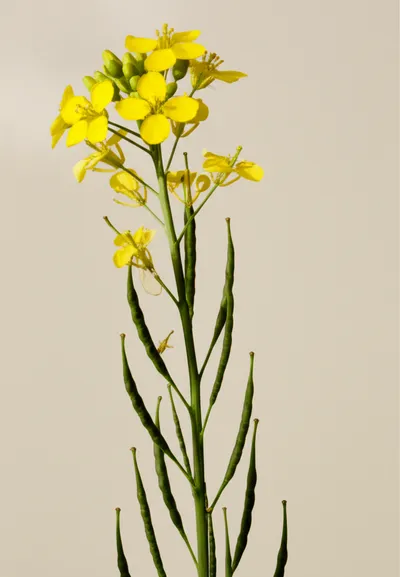 Illustration mustard