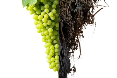 Illustration severs - Image 1