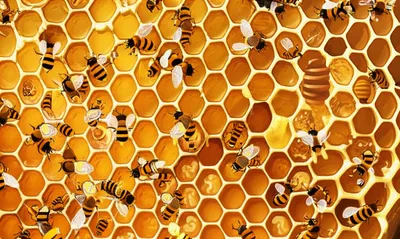 Illustration hive - Image 1