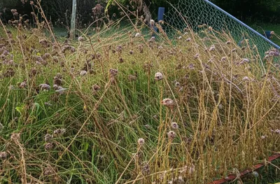 Illustration degenerates - Image 1