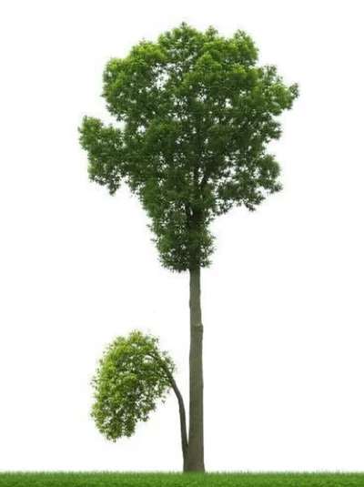 Illustration bent - Image 1