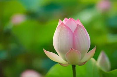 Illustration pores - Image 1