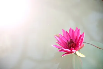 Illustration lotus - Image 2