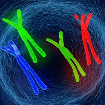 Illustration triploid - Image 1