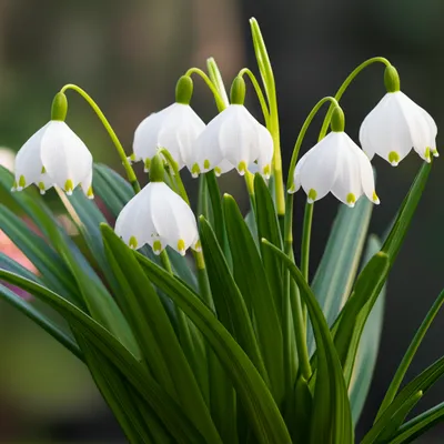 Illustration snowflake - Image 1