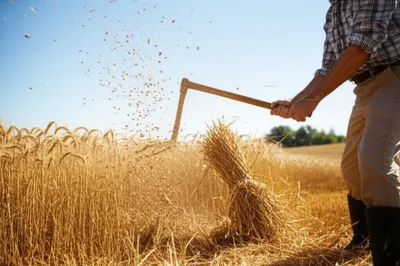 Illustration whipping - Image 1