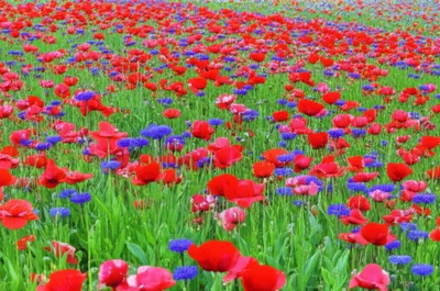 Illustration differs