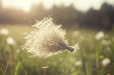 Illustration wisp - Image 1