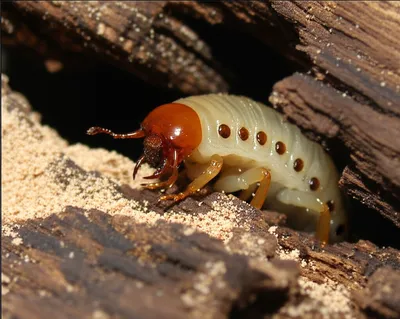 Illustration borer - Image 1