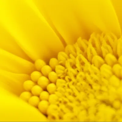 Illustration sunflower - Image 1