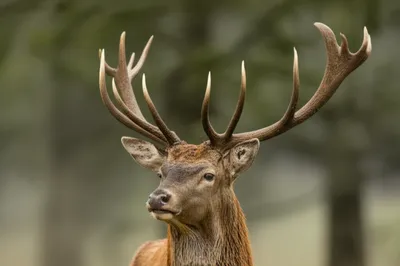 Illustration snags - Image 1