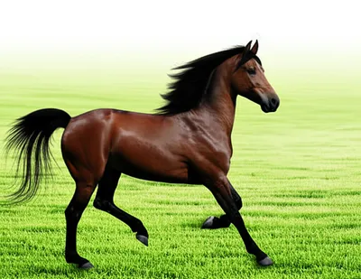 Illustration cantering - Image 1