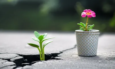 Illustration hardier - Image 1