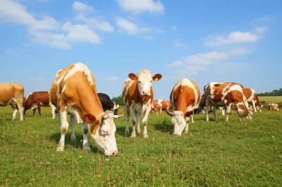 Illustration grazed - Image 1