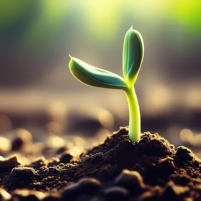 Illustration sprog - Image 1