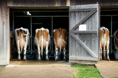 Illustration parlors - Image 1