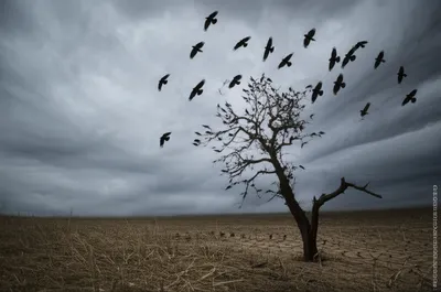 Illustration harrow - Image 1