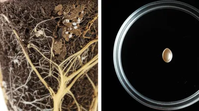 Illustration earthier - Image 1