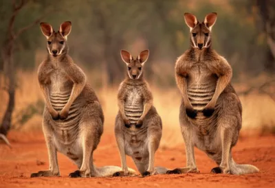 Illustration wallaroo