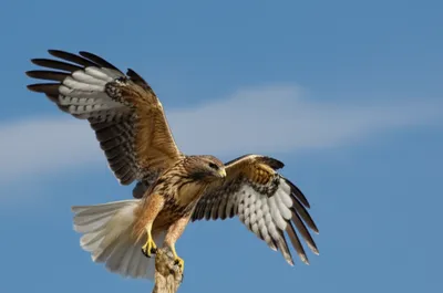 Illustration batted - Image 1