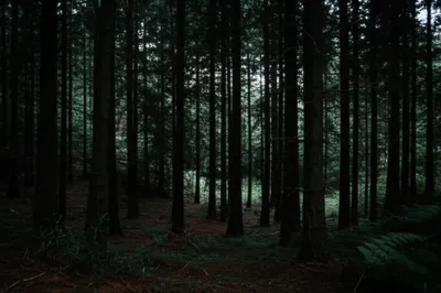 Illustration blackwood - Image 1